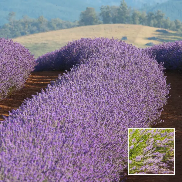 Lavender Bridestowe Myra (pbr) Lavender Bridestowe Myra (pbr)