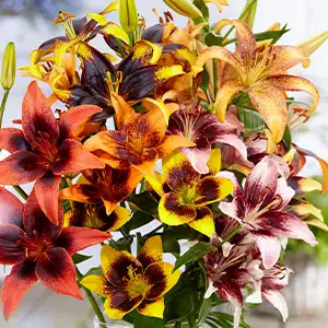 Lilium Tango Mixed Lilium Tango Mixed