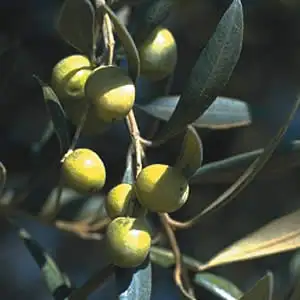 Olive Manzanillo Olive Manzanillo