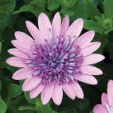 Osteospermum 3d Pink Pplostpin 2020 - Garden Express Australia