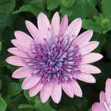 Osteospermum 3d Pink Pplostpin 2020 - Garden Express Australia