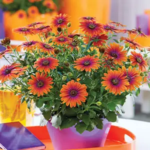 Osteospermum Purple Sun