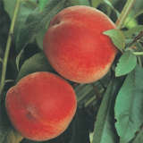 Peach Anzac