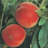 Peach Anzac Peach Anzac