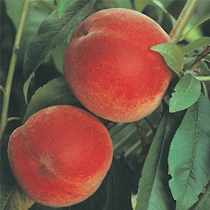 Peach Anzac