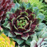 Sempervivum Cranberry Cocktail Garden - Garden Express Australia