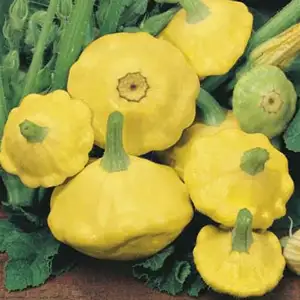 Seed – Squash Yellow Scallop Seed – Squash Yellow Scallop