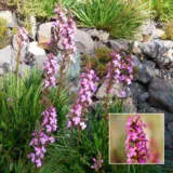 Stylidium Pink A Saurus Pplstypas - Garden Express Australia