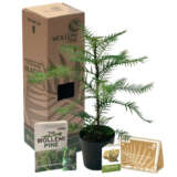 Wollemi 150mm Bonus - Garden Express Australia