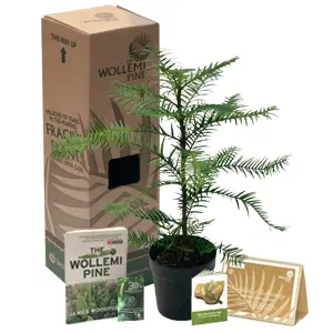 Wollemi Pine Gift Pack 150mm Pot Plus Bonus Wollemi Pine Gift Pack 150mm Pot Plus Bonus