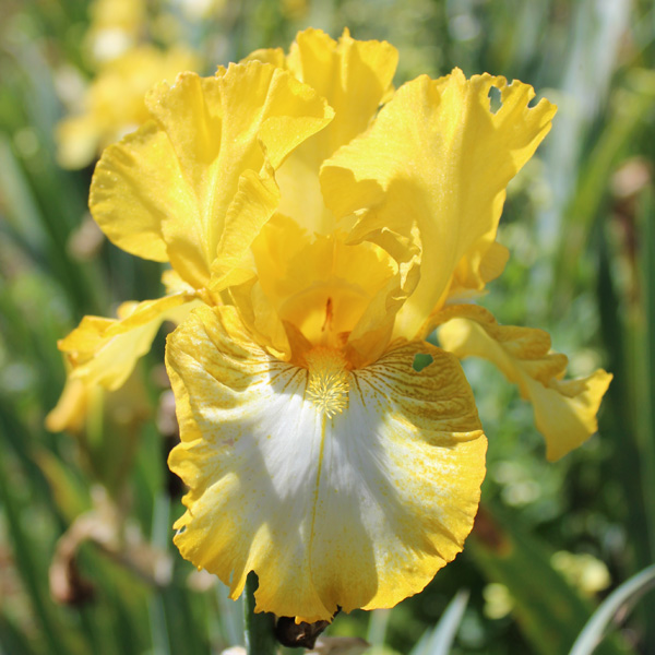 Bearded Iris Light Beam Bearded Iris Light Beam