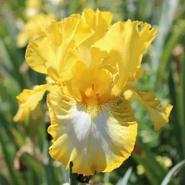 Bearded Iris Light Beam Bearded Iris Light Beam