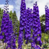 Delphinium Black Knight 2021 Pkdelbkn - Garden Express Australia