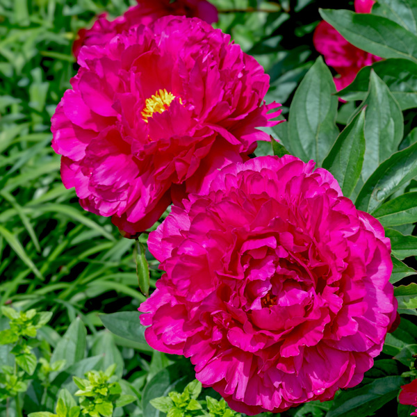 Peony Rose Felix Crousse Peony Rose Felix Crousse