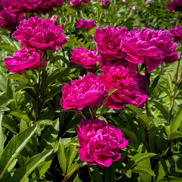 Peony Rose Felix Crousse Peony Rose Felix Crousse