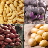 Seed Potato Salad Collection 2023v2 Colcspsco - Garden Express Australia