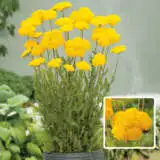 Achilla Cloth Of Gold Pkachcog - Garden Express Australia