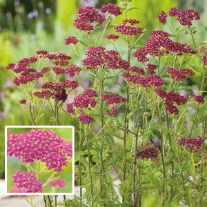 Achillea Cerise Queen 68mm