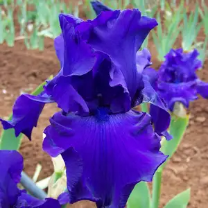 Bearded Iris Titans Glory Bearded Iris Titans Glory