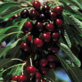Dwarf Cherry Lapins Dwarf Cherry Lapins