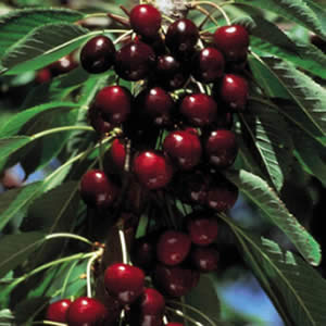 Dwarf Cherry Lapins Dwarf Cherry Lapins