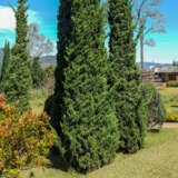 Conifer Spartan Juniper Lpoconsju - Garden Express Australia