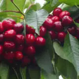 Dwarf Cherry Lapins Trechedla - Garden Express Australia