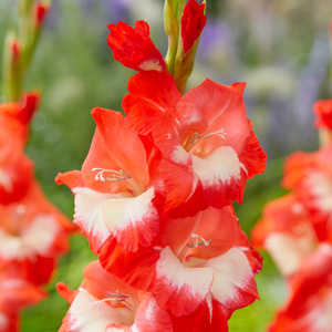 Gladioli Beach Party Gladioli Beach Party