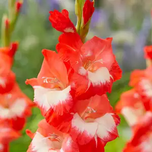 Gladioli Beach Party Gladioli Beach Party