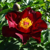 Itoh Peony Scarlet Heaven Pkitoshe - Garden Express Australia