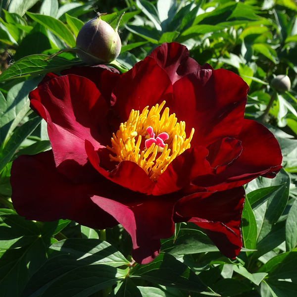 Itoh Peony Scarlet Heaven Itoh Peony Scarlet Heaven