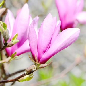 Magnolia Star Wars Magnolia Star Wars