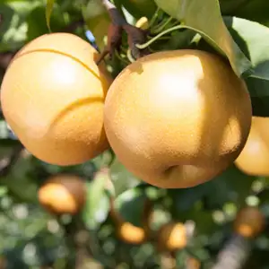 Dwarf Nashi Pear Nijisseiki Dwarf Nashi Pear Nijisseiki