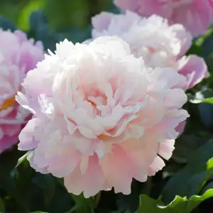 Peony Rose Marguerite Gerard 140mm Pot Peony Rose Marguerite Gerard 140mm Pot