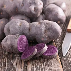 Certified Seed Potato Purple Congo Certified Seed Potato Purple Congo