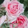 Types of Roses Rsz Pawel Czerwinski Szchcj2ppgy Unsplash - Garden Express Australia