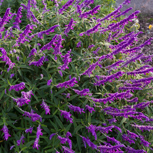 Salvia Leucantha Salvia Leucantha