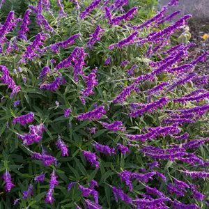 Salvia Leucantha Salvia Leucantha