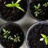 Easy Edibles to Grow This Winter Webp Net Resizeimage 11 - Garden Express Australia
