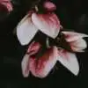 Top 10 Shade-Loving Plants Webp Net Resizeimage 20 - Garden Express Australia
