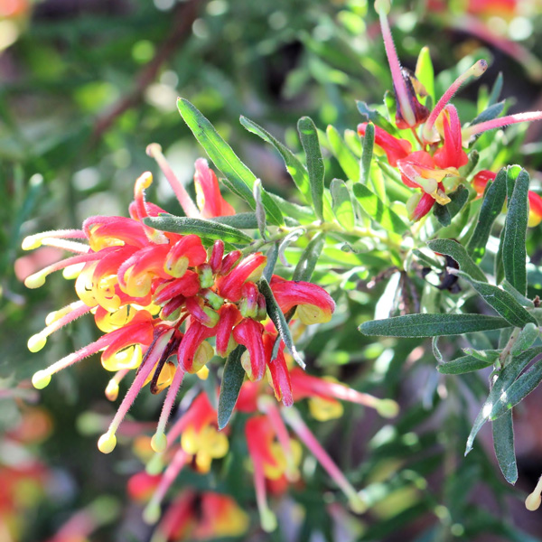 Grevillea Bonnie Prince Charlie Grevillea Bonnie Prince Charlie
