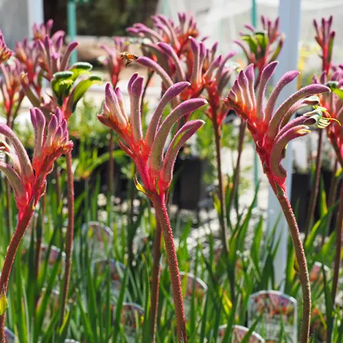 Kangaroo Paw Kings Park Royale (Pbr) Kangaroo Paw Kings Park Royale (Pbr)
