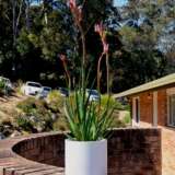 Kangaroo Paw Kings Park Royale (Pbr) Kangaroo Paw Kings Park Royale (Pbr)