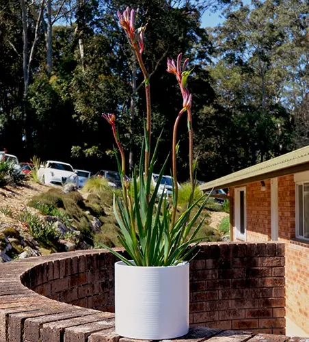 Kangaroo Paw Kings Park Royale (Pbr) Kangaroo Paw Kings Park Royale (Pbr)