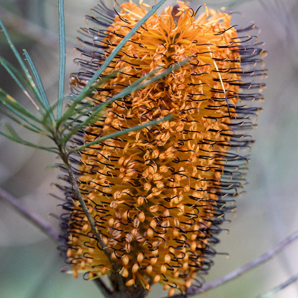 Banksia Black Magic Banksia Black Magic
