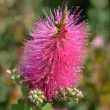 Callistemon All Aglow Lpocalaag - Garden Express Australia