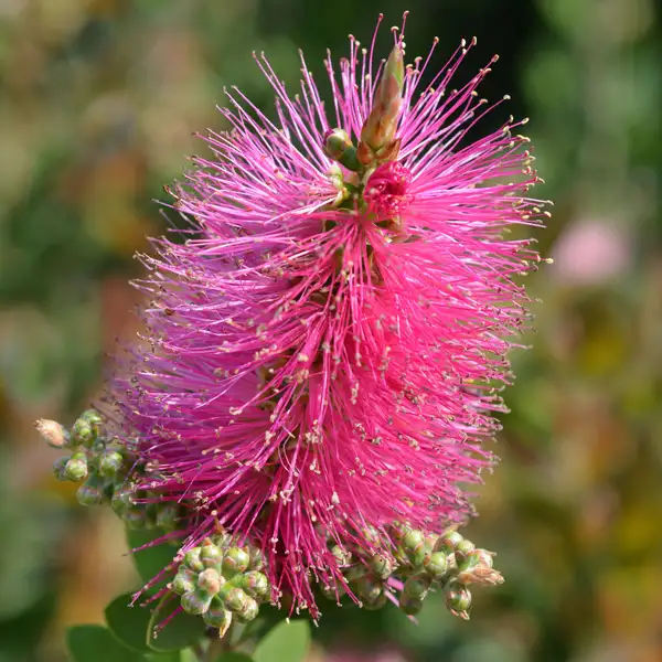 Callistemon All Aglow Callistemon All Aglow