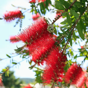 Hedging Pack – Callistemon Captain Cook Hedging Pack – Callistemon Captain Cook
