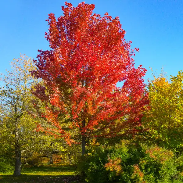 Canadian Maple- Tree Canadian Maple- Tree