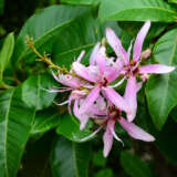 Cape Chestnut Cape Chestnut